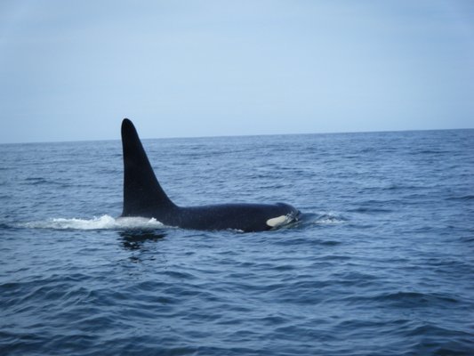 Whale's Tail Charters by null