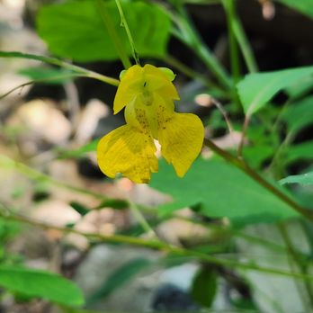 Lorain/Stonycreek Hiking Trails - Jewelweed - Hiking Near Me - Johnstown, Pennsylvania Lorain/Stonycreek Hiking Trails - Jewelweed - Hiking Near Me - Johnstown, Pennsylvania