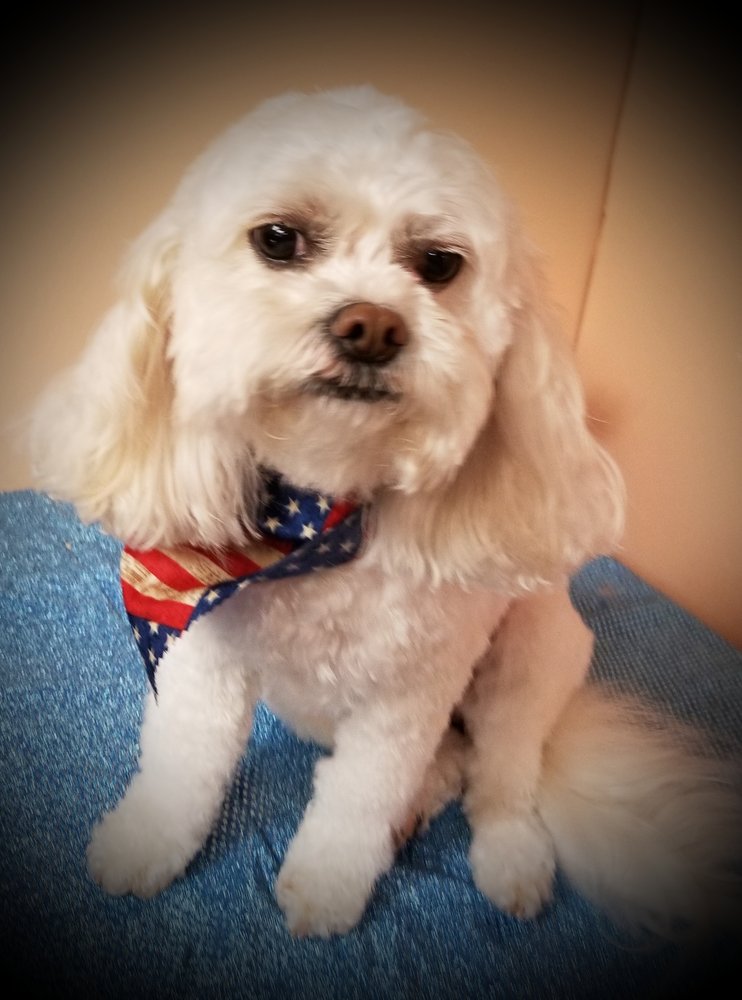 SOUTHPAWS GROOMING 84 Photos & 11 Reviews Pet Groomers 6933 E