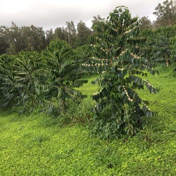 Kona Rain Forest Coffee Farm - Coffee flowers - Farms Near Me - Captain Cook, Hawaii Kona Rain Forest Coffee Farm - Coffee flowers - Farms Near Me - Captain Cook, Hawaii