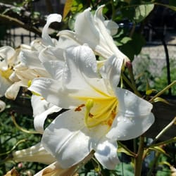 Berkeley Community Garden