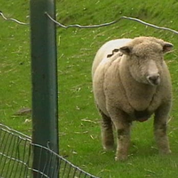 Love Gorgie Farm - Zoos Near Me - Edinburgh, EDH Love Gorgie Farm - Zoos Near Me - Edinburgh, EDH