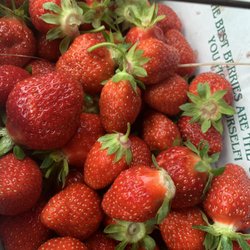 BURCH FARMS - Berries