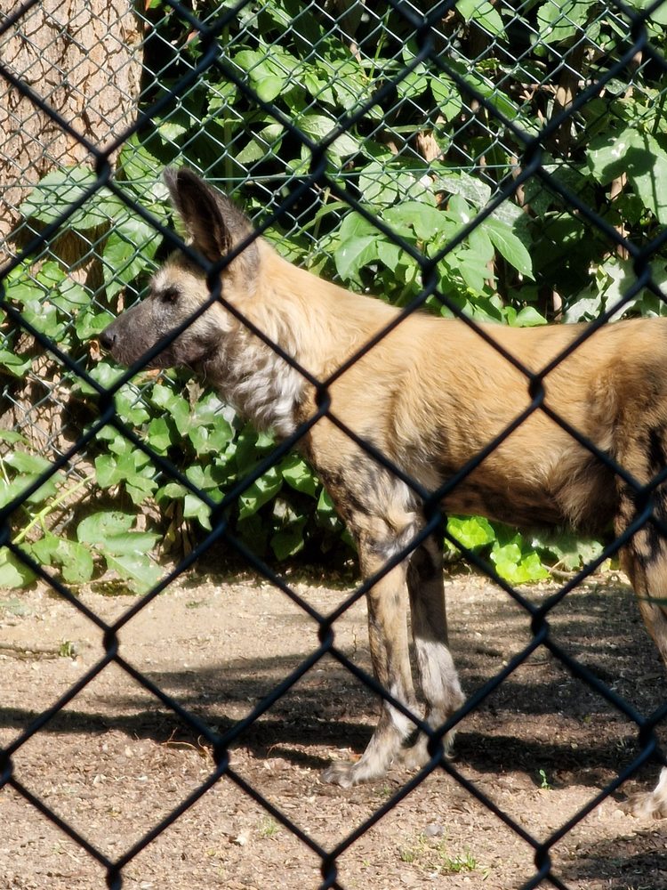 ZOO FRANKFURT Updated November 2024 772 photos & 152 avis