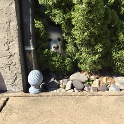 Big Fluffy Dogs Rescue - No one can see me.