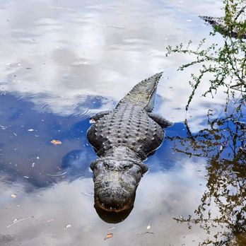 Gatorland - Zoos Near Me - Orlando, Florida Gatorland - Zoos Near Me - Orlando, Florida