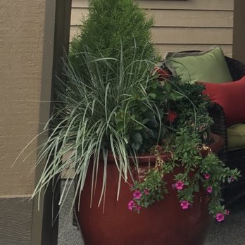 Barone Garden - Pots from Barones beautiful after many years - Nurseries & Gardening Near Me - Renton, Washington Barone Garden - Pots from Barones beautiful after many years - Nurseries & Gardening Near Me - Renton, Washington