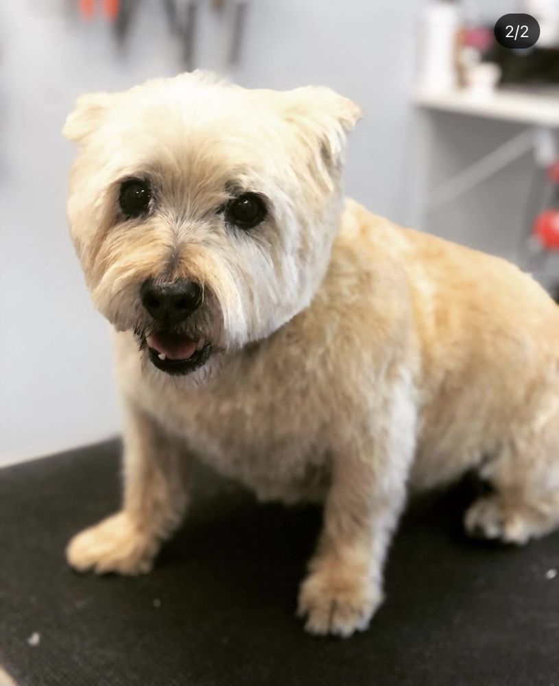 SARAH’S PET GROOMING Updated August 2024 5166 N Nevada Ave