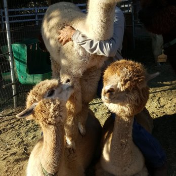 Canzelle Alpacas - Farms Near Me - Carpinteria, California