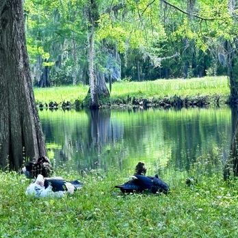 Congaree and Penn - Lazy days by the creek - Farms Near Me - Jacksonville, Florida Congaree and Penn - Lazy days by the creek - Farms Near Me - Jacksonville, Florida
