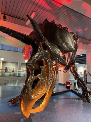 Museum of Discovery and Science by null
