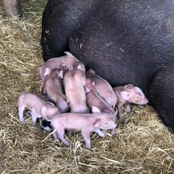 Greene Jungle Farm - Cute new piglets