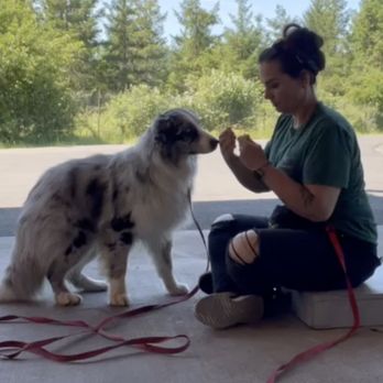 Opportunity Barks - Pet Training Near Me - Pleasant Hill, Oregon Opportunity Barks - Pet Training Near Me - Pleasant Hill, Oregon