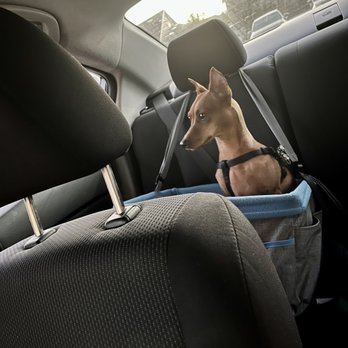 Little Caesars Pizza - Me and my pup waiting in the car for pizza - Pizza Near Me - South Jordan, Utah Little Caesars Pizza - Me and my pup waiting in the car for pizza - Pizza Near Me - South Jordan, Utah