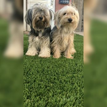 SD Turf Builders - Pet areas for all dog lovers. - Artificial Turf Near Me SD Turf Builders - Pet areas for all dog lovers. - Artificial Turf Near Me