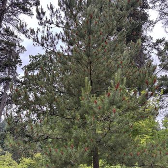 Hoyt Arboretum - Botanical Gardens Near Me - Portland, Oregon