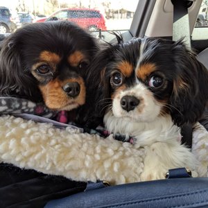 rescue mutts magnificent cavalier greater chicago yelp hillside
