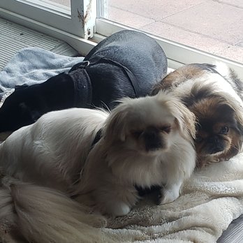 Berkeley Dog & Cat Hospital - Sweet Lizzie tucked behind her sister says Thank you for your care! - Veterinarians Near Me - Berkeley, California