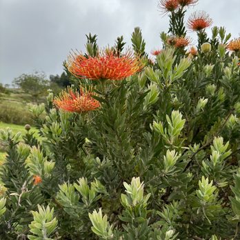 Ali'i Kula Lavender - Tours Near Me - Kula, Hawaii Ali'i Kula Lavender - Tours Near Me - Kula, Hawaii