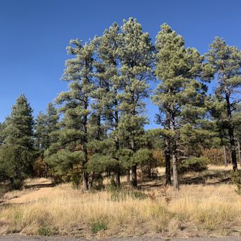 Coconino National Forest - Public Services & Government Near Me - Flagstaff, Arizona