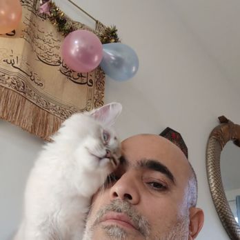 Virginia Kittens - Pet Breeders Near Me