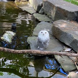 Trevor Lovejoy Zoo - Owl