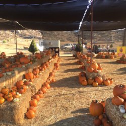 Rye Farms - Pumpkin area.they also sell Christmas trees during the season