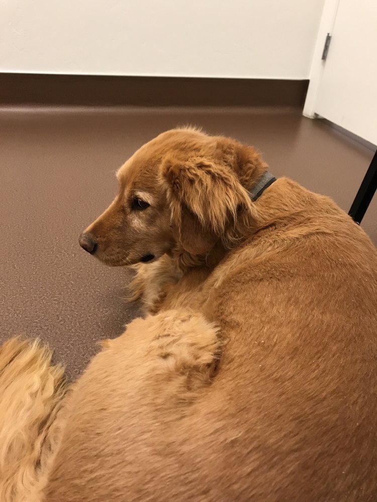 PET DENTAL USA Updated March 2024 22 Reviews 6550 E 2nd St