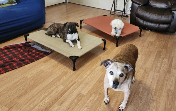 Meet Some Of Our Customers! - Get intense dog training for your dog at K-9 Compliance. Our trainer is available 24/7 for board and Train Services! Whether you need training for your new puppy or your adult dog, we'll give your dog the tools to be a good boy or girl! Contact us for a same-day consultation and 1 FREE lesson to meet the trainer.