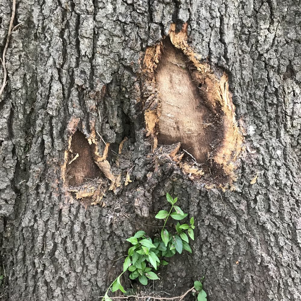 Sharper Edge Tree Care - Tree Services Near Me - Buford, Georgia Sharper Edge Tree Care - Tree Services Near Me - Buford, Georgia