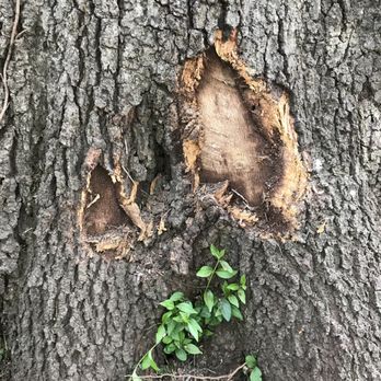 Sharper Edge Tree Care - Tree Services Near Me - Buford, Georgia Sharper Edge Tree Care - Tree Services Near Me - Buford, Georgia