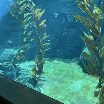 Africa Rocks - Zoos Near Me - San Diego, California Africa Rocks - Zoos Near Me - San Diego, California