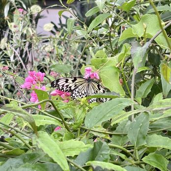 Butterfly Wonderland - Botanical Gardens Near Me - Scottsdale, Arizona