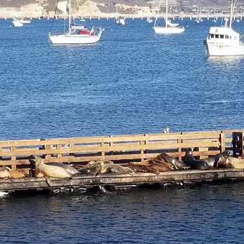 Mersea's - afternoon entertainment by the sea lions! - Bars Near Me - Avila Beach, California