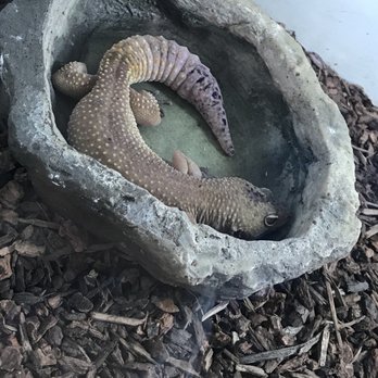 Pet Palace - Animals left with no water or food and bad lighting in tiny cages  caution do not buy from this place - Pet Stores Near Me - Covina, California