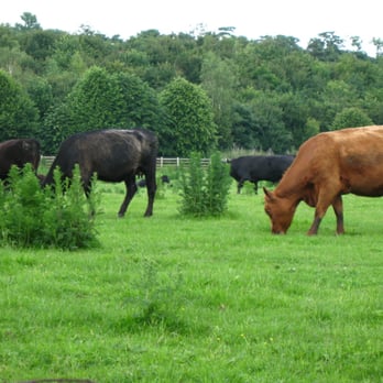 Orwell Country Park - Cows! - Parks Near Me Orwell Country Park - Cows! - Parks Near Me