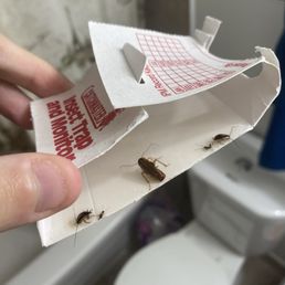 Traps with roaches and they still do not provide a spraying for my unit Traps with roaches and they still do not provide a spraying for my unit