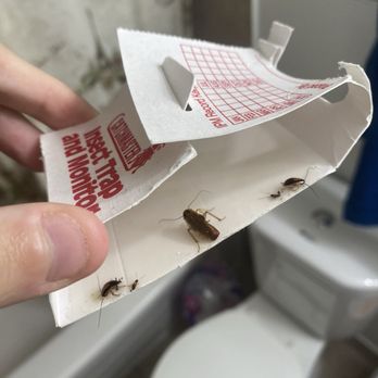 Mainstreet Equity - Traps with roaches and they still do not provide a spraying for my unit - Property Management Near Me - Calgary, Alberta Mainstreet Equity - Traps with roaches and they still do not provide a spraying for my unit - Property Management Near Me - Calgary, Alberta