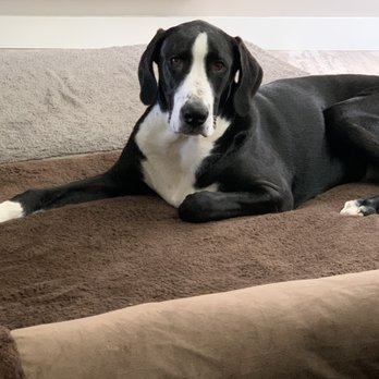 Ani The Pet Nanny - Dog Walkers Near Me - Ocala, Florida