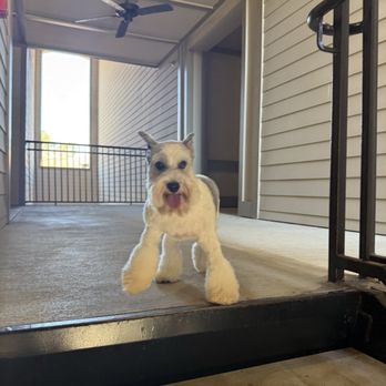 Pet's Top - Pet Groomers Near Me - Alpharetta, Georgia Pet's Top - Pet Groomers Near Me - Alpharetta, Georgia
