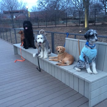 Canine Intelligence Agency - Pet Training Near Me - Chicago, Illinois Canine Intelligence Agency - Pet Training Near Me - Chicago, Illinois