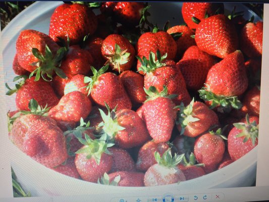 Vaughan Farms' Produce by null