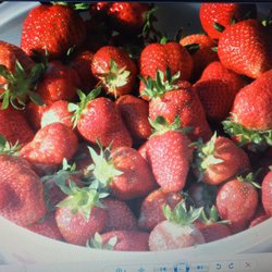 Vaughan Farms’ Produce - So many strawberries. You fill a bucket fast