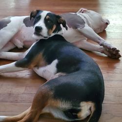 Starting Over Animal Refuge - Luna Rose. Good puppy
