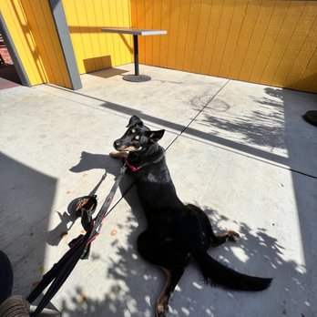 Sazon Peruvian Cuisine & Deli - Nice patio for the puppy - Peruvian Near Me - Santa Rosa, California Sazon Peruvian Cuisine & Deli - Nice patio for the puppy - Peruvian Near Me - Santa Rosa, California