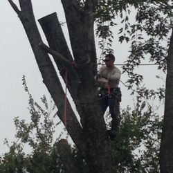 Wilkinson Treescaping - Giant silver leaf maple