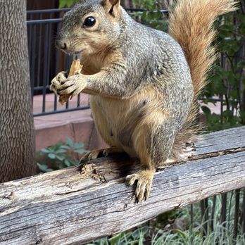 Balanced Rock Cafe - Squirrel friend! - Cafes Near Me - Manitou Springs, Colorado Balanced Rock Cafe - Squirrel friend! - Cafes Near Me - Manitou Springs, Colorado