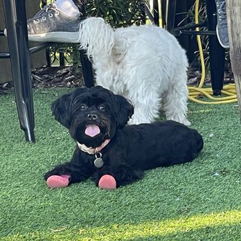 Barkhaven - Dog Parks Near Me - Orlando, Florida