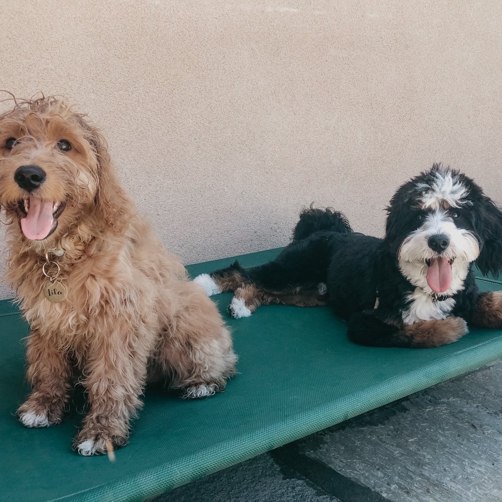 A Bark Idea - Pet Training Near Me - Redondo Beach, California A Bark Idea - Pet Training Near Me - Redondo Beach, California