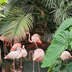 Parc Phoenix - Flamingos at Parc Phoenix. Taken by Clayton Cohn.